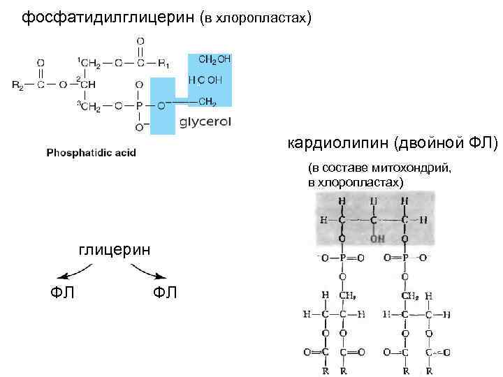 фосфатидилглицерин (в хлоропластах)     кардиолипин (двойной ФЛ)    