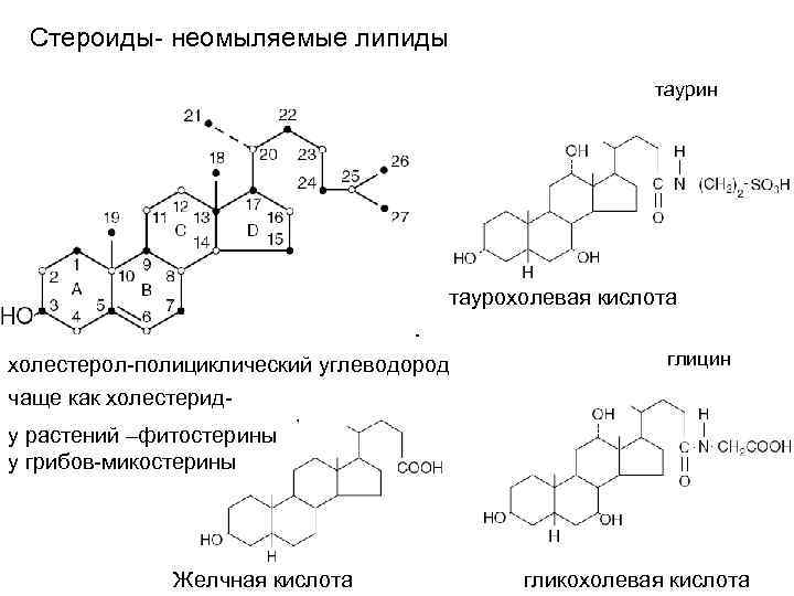 Желчные кислоты картинки