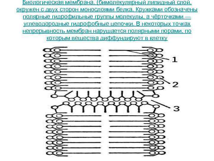 Биологическая мембрана. (бимолекулярный липидный слой,  окружен с двух сторон монослоями белка. Кружками