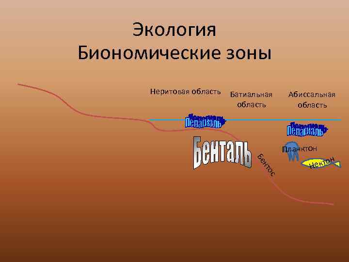  Экология Биономические зоны  Неритовая область  Батиальная  Абиссальная   