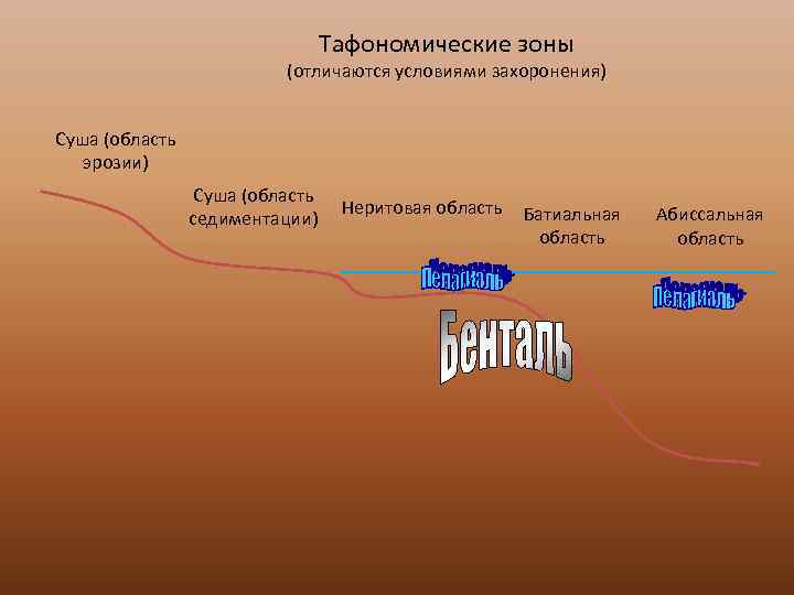        Тафономические зоны     
