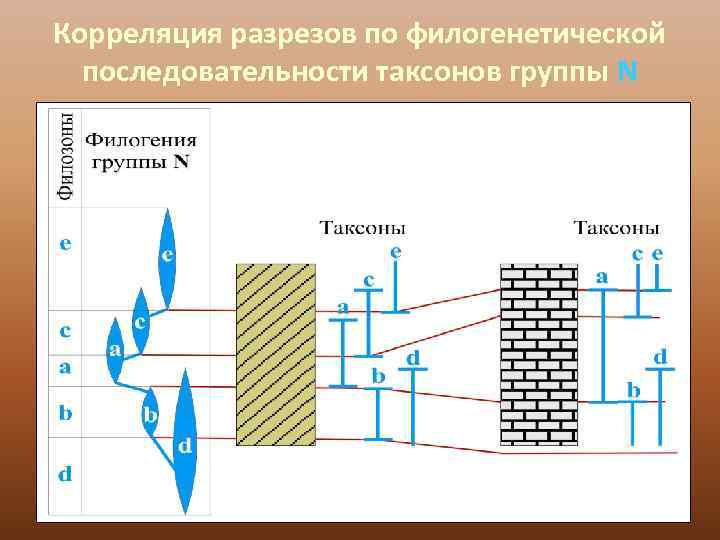Корреляция разрезов по филогенетической  последовательности таксонов группы N 