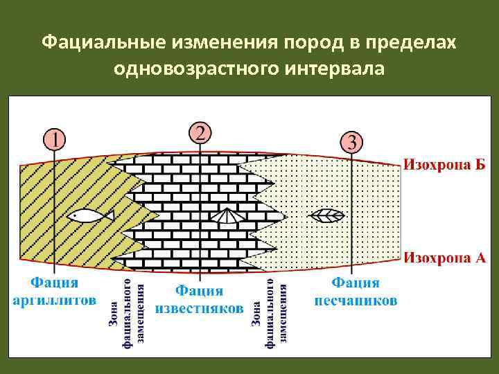 Фациальные изменения пород в пределах  одновозрастного интервала 