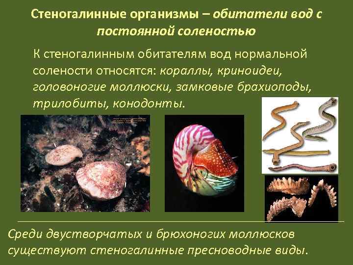   Стеногалинные организмы – обитатели вод с   постоянной соленостью  К