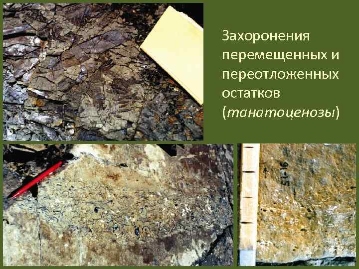 Захоронения перемещенных и переотложенных остатков (танатоценозы) 