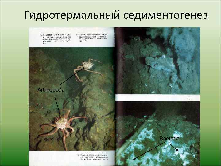 Гидротермальный седиментогенез  Arthropoda      Bacteria 