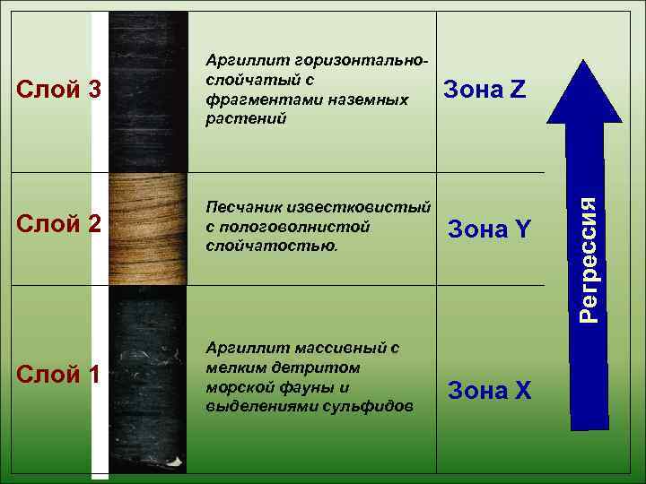    Аргиллит горизонтально-   слойчатый с Слой 3  фрагментами наземных