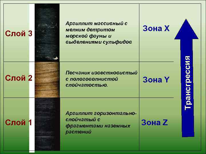    Аргиллит массивный с   мелким детритом  Зона X Слой
