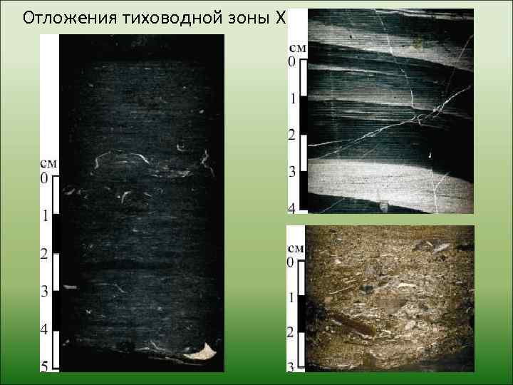 Отложения тиховодной зоны X 