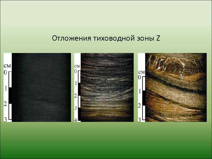 Отложения тиховодной зоны Z 
