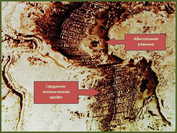    Абиссальная   равнина Срединно- океанический  хребет 