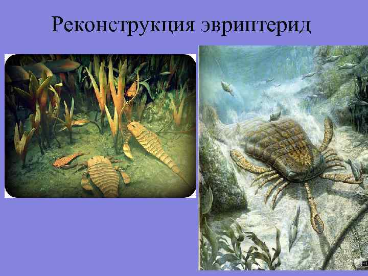 Реконструкция эвриптерид Реконструкция эвриптерид