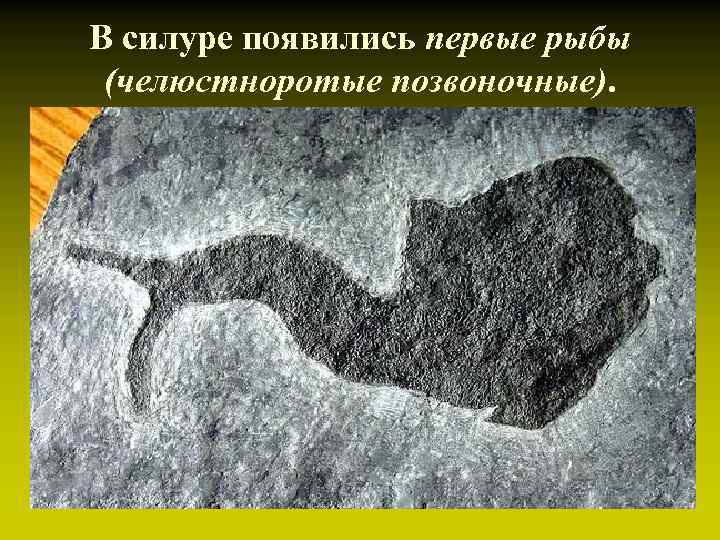 В силуре появились первые рыбы (челюстноротые позвоночные). В силуре появились первые рыбы (челюстноротые позвоночные).