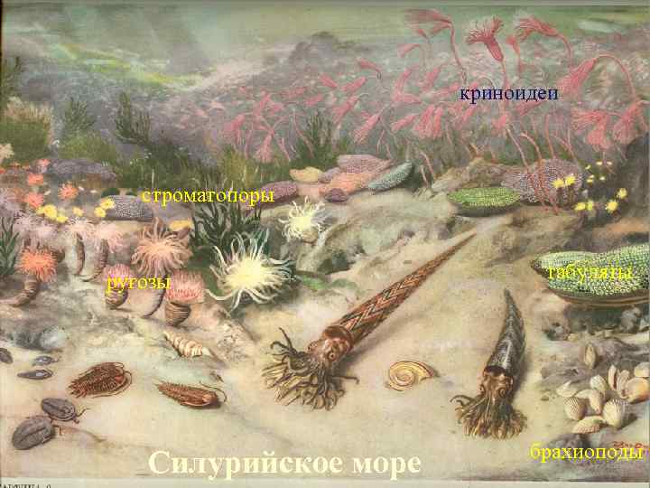 криноидеи строматопоры ругозы табуляты криноидеи строматопоры ругозы табуляты