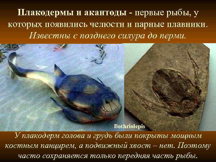 Плакодермы и акантоды - первые рыбы, у которых появились челюсти и парные плавники. Плакодермы и акантоды - первые рыбы, у которых появились челюсти и парные плавники.