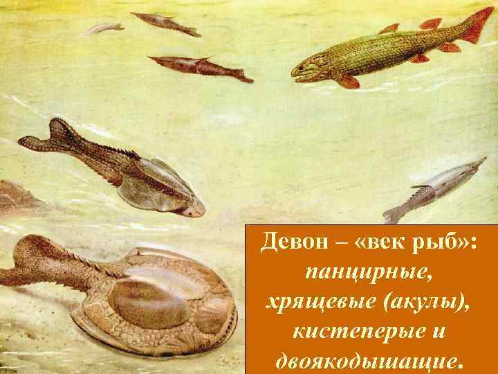 Девон – «век рыб» : панцирные, хрящевые (акулы), кистеперые и двоякодышащие. Девон – «век рыб» : панцирные, хрящевые (акулы), кистеперые и двоякодышащие.