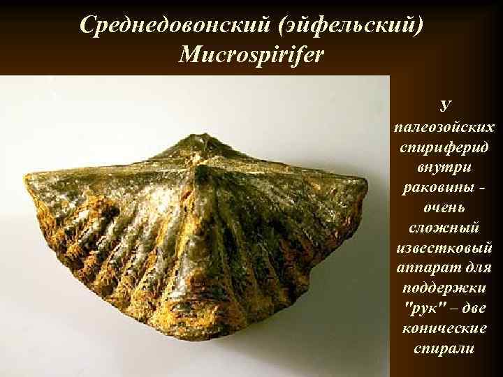 Среднедовонский (эйфельский) Mucrospirifer У Среднедовонский (эйфельский) Mucrospirifer У