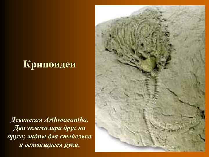 Криноидеи Девонская Arthroacantha. Два экземпляра друг на друге; видны два стебелька Криноидеи Девонская Arthroacantha. Два экземпляра друг на друге; видны два стебелька