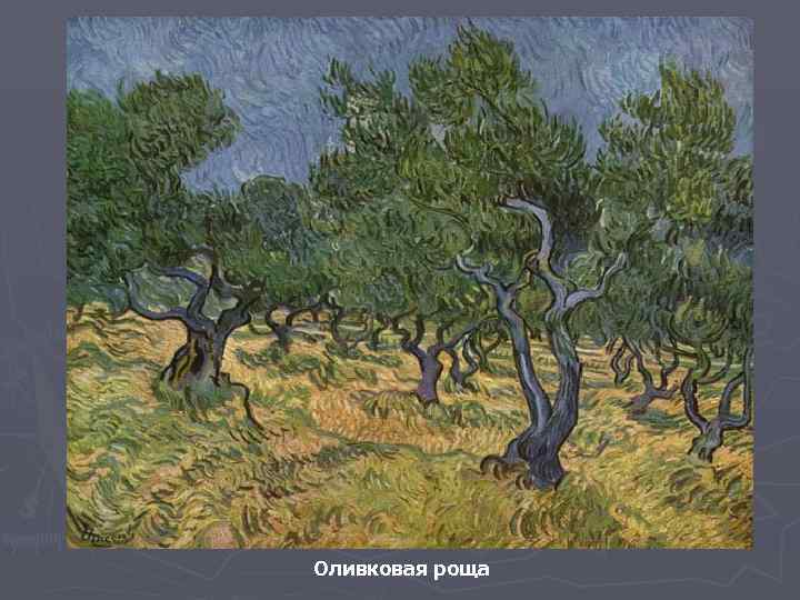 Оливковая роща 