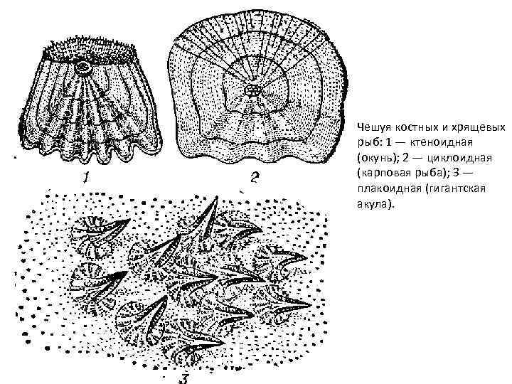 Чешуя костных и хрящевых рыб: 1 — ктеноидная (окунь); 2 — циклоидная (карповая рыба);