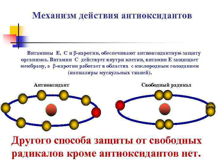  Механизм действия антиоксидантов Витамины Е,  С и β-каротин, обеспечивают антиоксидантную защиту 