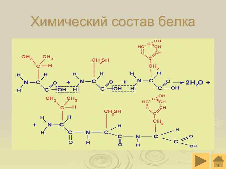 Химический состав белка Химический состав белка
