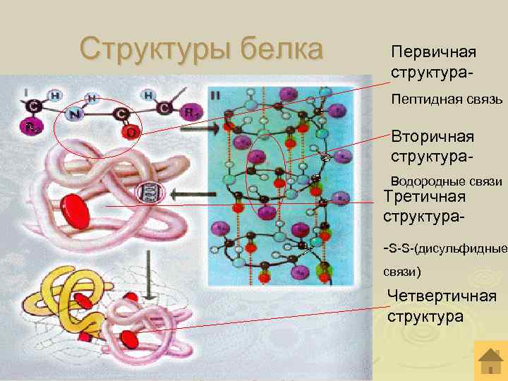 Структуры белка Первичная структура- Пептидная связь Структуры белка Первичная структура- Пептидная связь