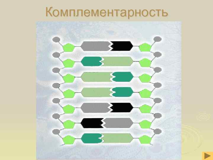 Комплементарность Комплементарность