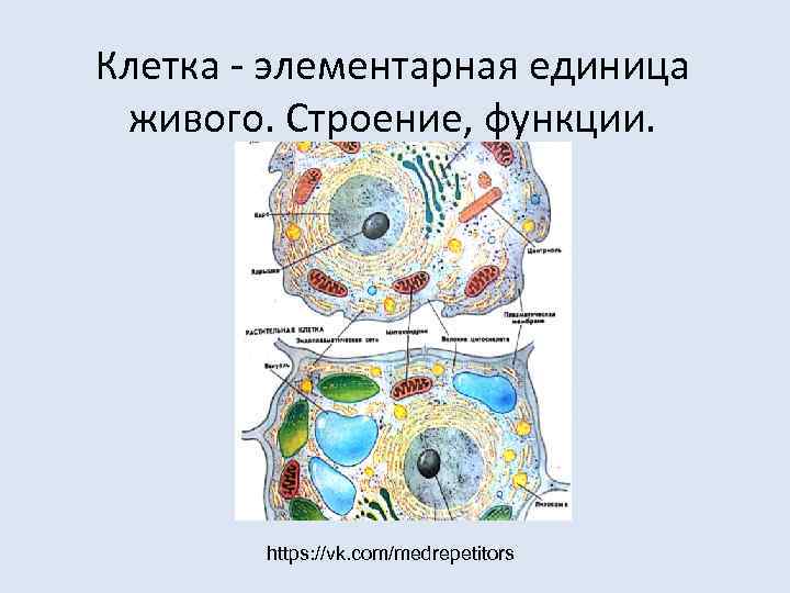 Клетка - элементарная единица  живого. Строение, функции.    https: //vk. com/medrepetitors