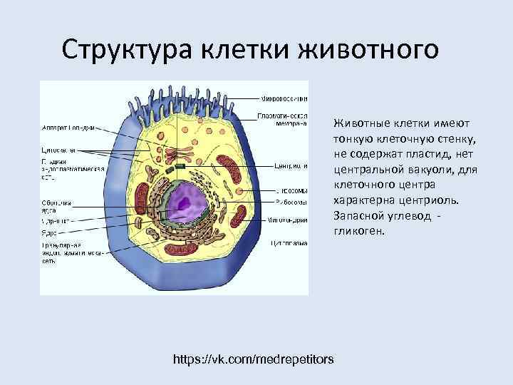 Структура клетки животного      Животные клетки имеют   