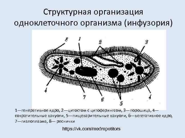  Структурная организация одноклеточного организма (инфузория) 1—генеративное ядро, 2—цитостом с цитофарингсом, 3—порошица, 4— сократительные