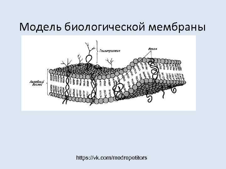 Модель биологической мембраны   https: //vk. com/medrepetitors 
