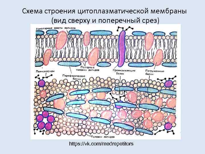 Цитоплазматическая мембрана входит в состав