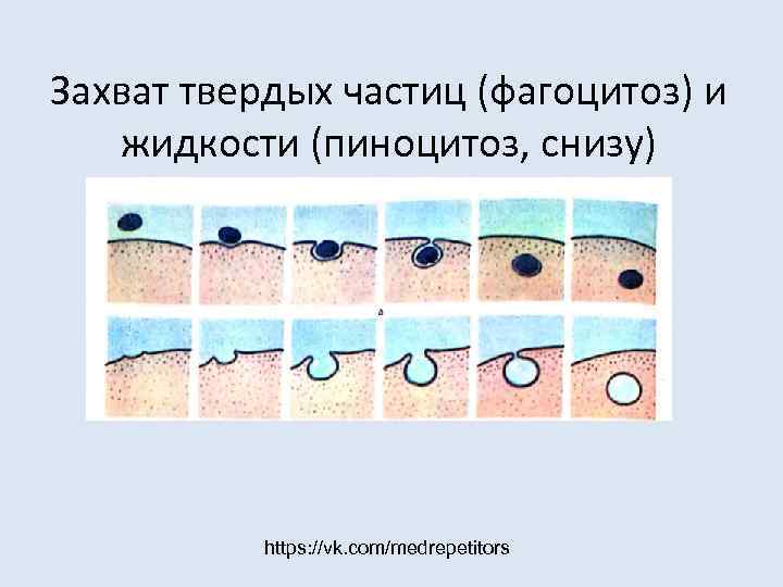 Захват твердых частиц (фагоцитоз) и жидкости (пиноцитоз, снизу)    https: //vk. com/medrepetitors