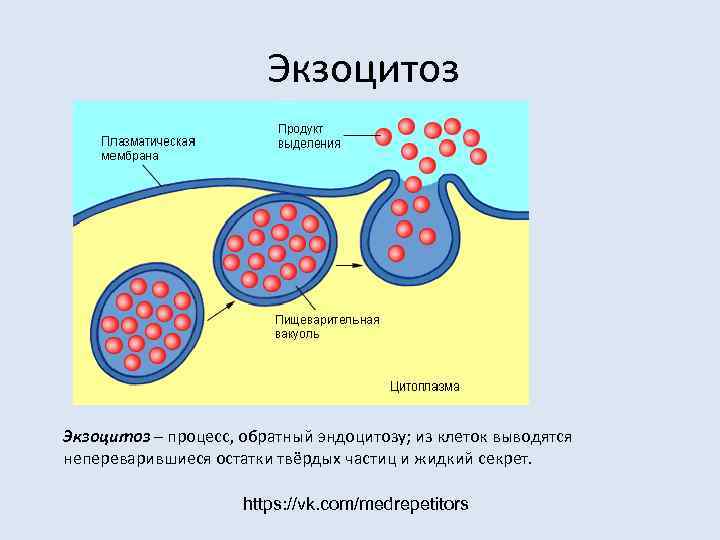     Экзоцитоз – процесс, обратный эндоцитозу; из клеток выводятся непереварившиеся остатки