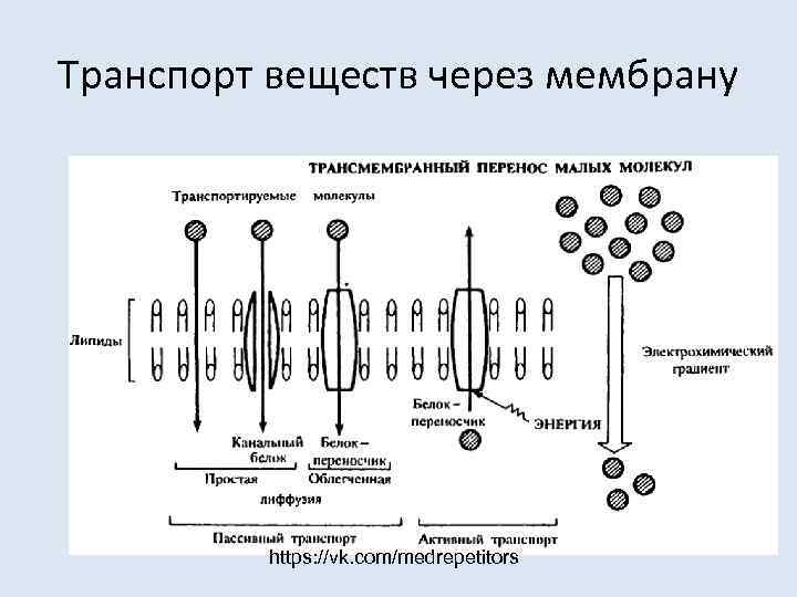 Транспорт веществ через мембрану   https: //vk. com/medrepetitors 