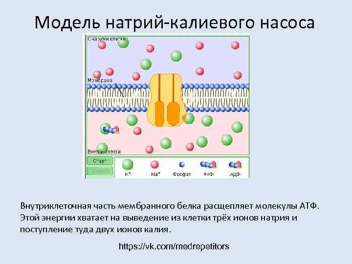  Модель натрий-калиевого насоса Внутриклеточная часть мембранного белка расщепляет молекулы АТФ.  Этой энергии