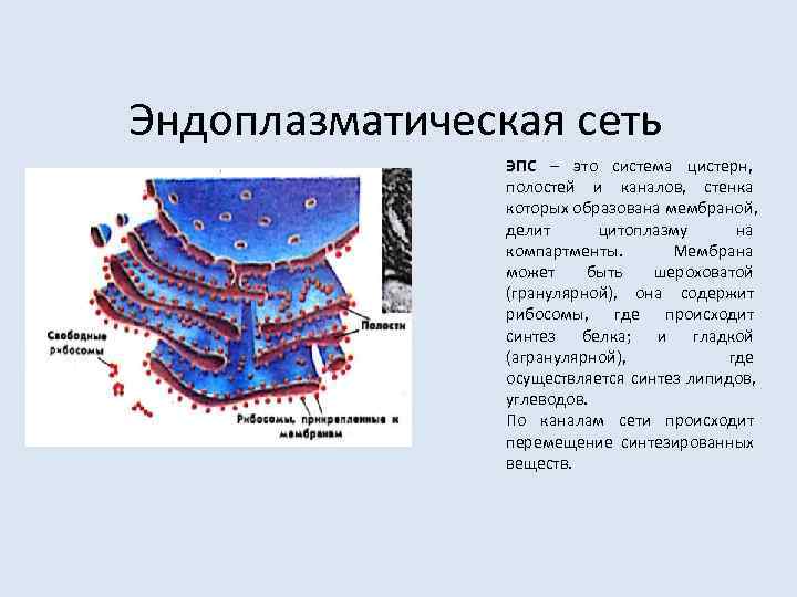 Эндоплазматическая сеть   ЭПС – это система цистерн,    полостей и