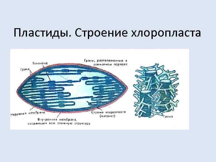 Пластиды. Строение хлоропласта 
