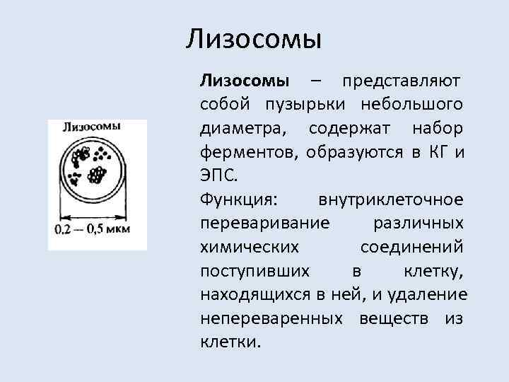 Лизосомы – представляют собой пузырьки небольшого диаметра,  содержат набор ферментов,  образуются в