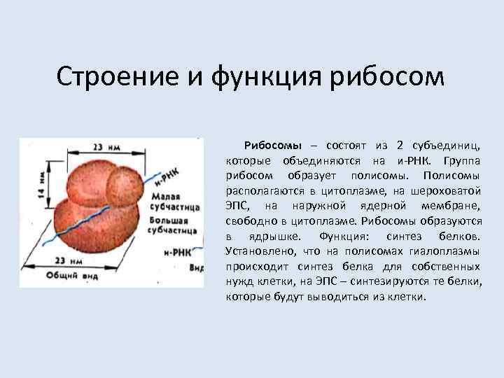 Строение и функция рибосом    Рибосомы – состоят из 2 субъединиц, 