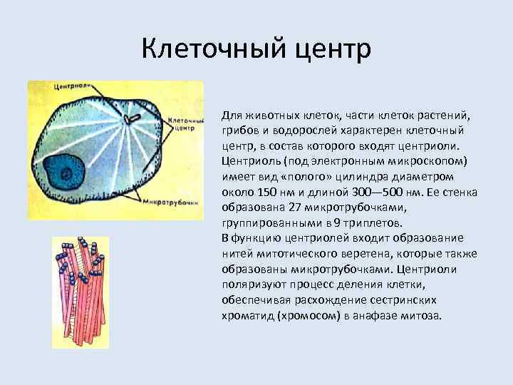 Клеточный центр Для животных клеток, части клеток растений,  грибов и водорослей характерен клеточный