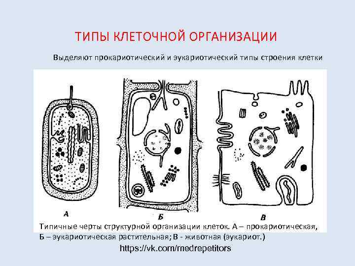 4 типа клеток. Прокариотический Тип строения клетки. Типы клеточной организации: прокариотический и эукариотический. Типы прокариотических клеток. Прокариотическая растительная клетка.