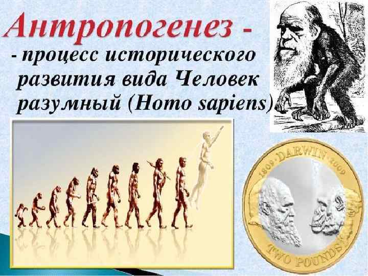  Антропогенез Доказательства происхождения Для добавления текста  человека от  щёлкните мышью животных.