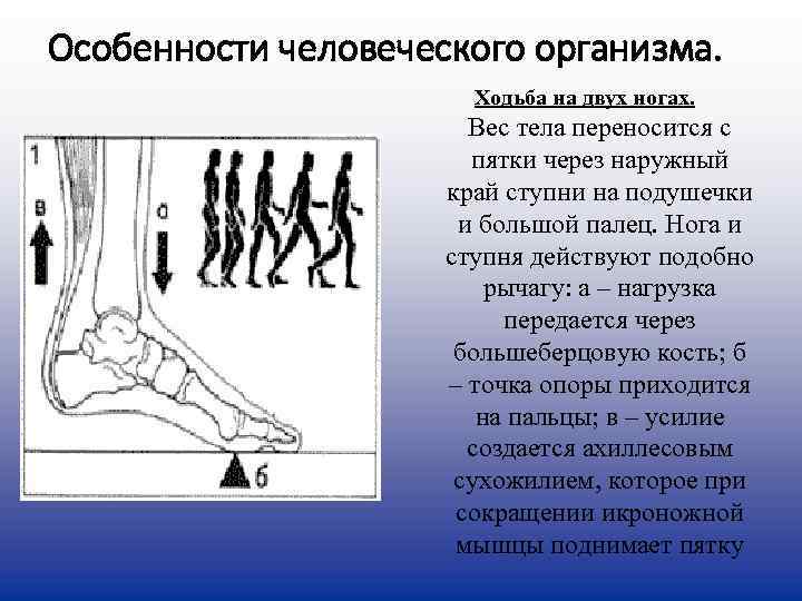 Особенности человеческого организма.     Ходьба на двух ногах.   