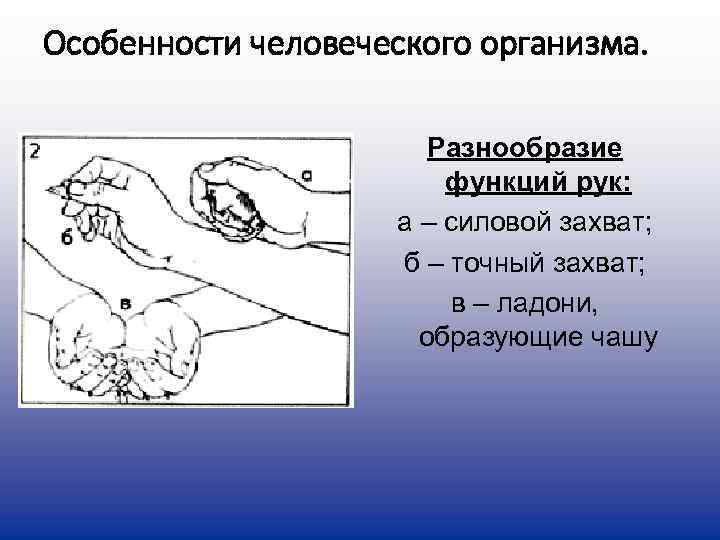 Особенности человеческого организма.      Разнообразие     функций