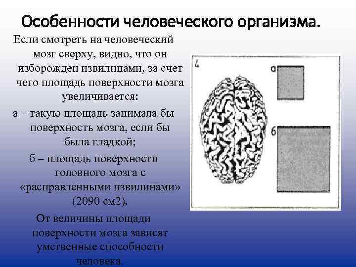  Особенности человеческого организма. Если смотреть на человеческий  мозг сверху, видно, что он