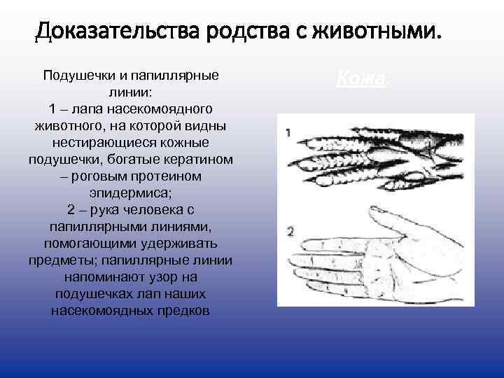 Доказательства родства с животными.  Подушечки и папиллярные  Кожа.   