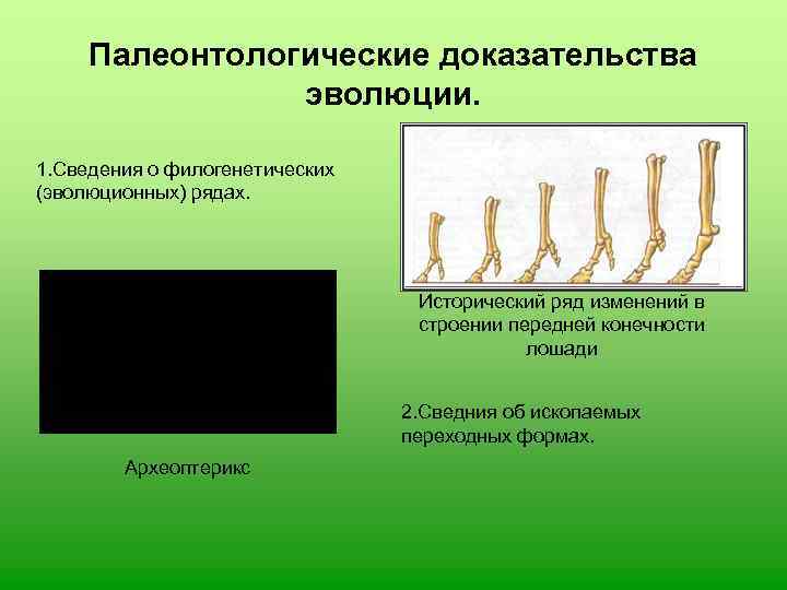 Доказательства эволюции 11 класс