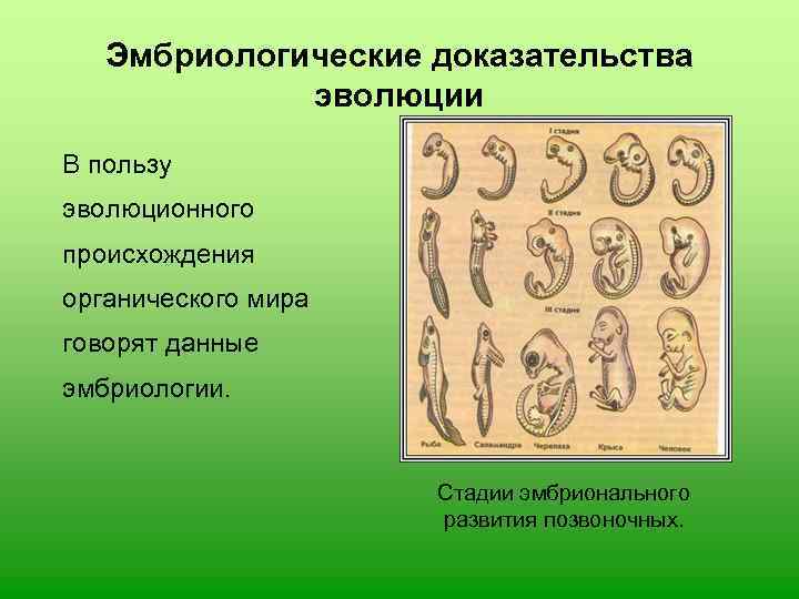   Эмбриологические доказательства   эволюции В пользу эволюционного происхождения органического мира говорят